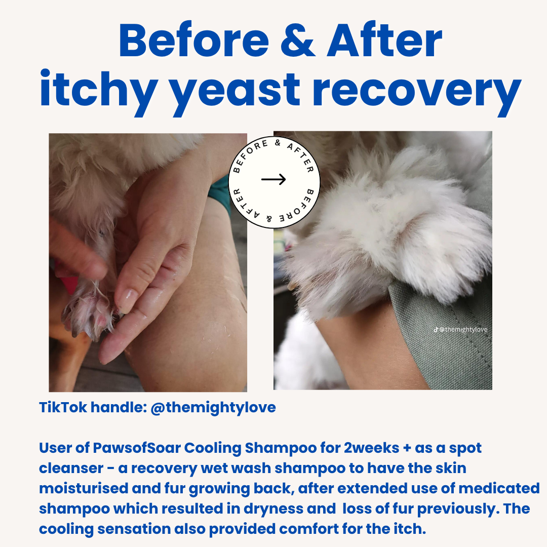 Pet with sensitive skin relief after using waterless cooling shampoo