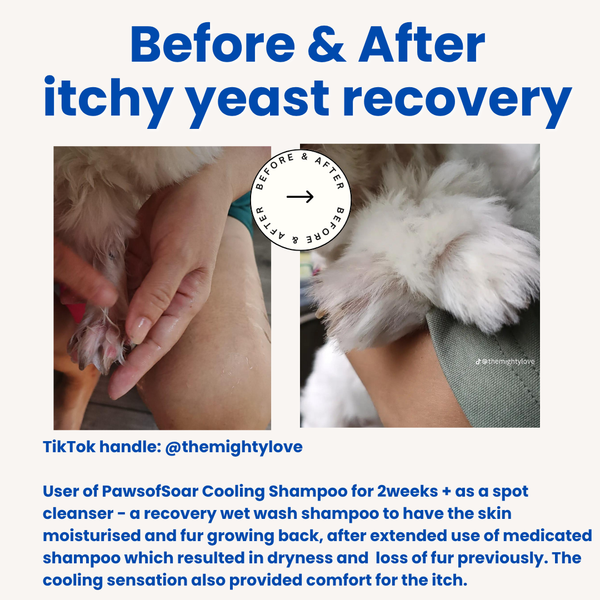 Pet with sensitive skin relief after using waterless cooling shampoo